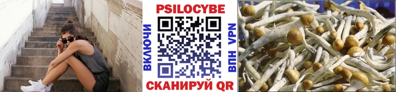 Купить где  Боготол  Псилоцибиновые грибы мицелий 